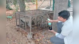 Sikar News: बंदरों में फैली बीमारी, सड़कर निकल रहे मांस और निकल रहा खून; स्वास्थ्य विभाग अलर्ट