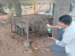 Sikar News: बंदरों में फैली बीमारी, सड़कर निकल रहे मांस और निकल रहा खून; स्वास्थ्य विभाग अलर्ट Sikar News: बंदरों में फैली बीमारी, सड़कर निकल रहे मांस और निकल रहा खून; स्वास्थ्य विभाग अलर्ट