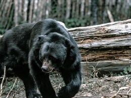 US Family Infected With Brain Worms After Eating Undercooked Bear Meat US Family Infected With Brain Worms After Eating Undercooked Bear Meat