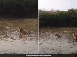 बाघ ने हिरण पर किया अटैक, तालाब में घसीटकर एक ही झटके में किया काम तमाम, शिकार का दिल दहला देने वाला Video बाघ ने हिरण पर किया अटैक, तालाब में घसीटकर एक ही झटके में किया काम तमाम, शिकार का दिल दहला देने वाला Video