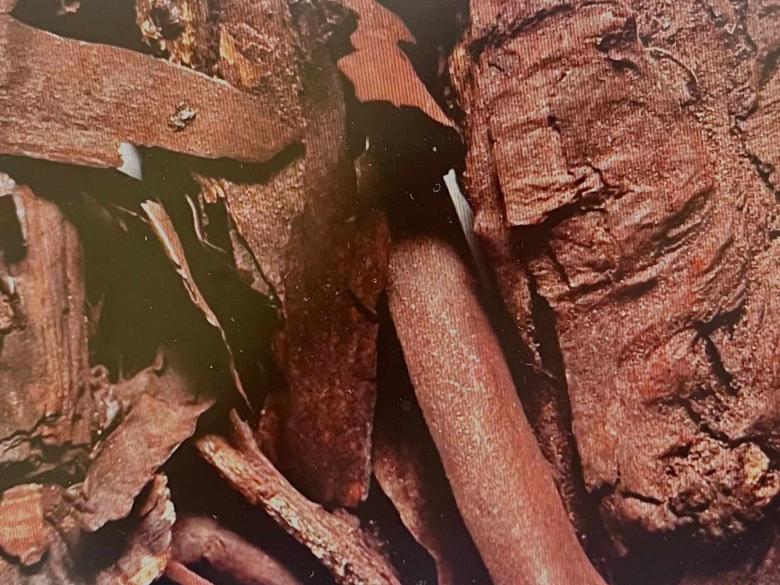 Ratanjot For Hair: सफेद बालों से लेकर बालों का झड़ना रोकने में सहायक है ये जड़ीबूटी, जानिए- कैसे करें इसका इस्तेमाल