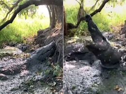 कीचड़ में छिपा बैठा था खूंखार मगरमच्छ, अचानक बोल दिया हमला, कैमरामैन ने इस तरह उछल कर बचाई जान कीचड़ में छिपा बैठा था खूंखार मगरमच्छ, अचानक बोल दिया हमला, कैमरामैन ने इस तरह उछल कर बचाई जान