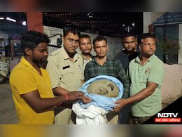 Chhattisgarh के रायगढ़ में दिखा यह दुर्लभ जीव, किया गया वन विभाग के हवाले Chhattisgarh के रायगढ़ में दिखा यह दुर्लभ जीव, किया गया वन विभाग के हवाले