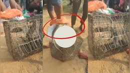 Monitor Lizard: खेत में दिखी किसानों की दोस्त विशालकाय मॉनिटर लिजर्ड,, वन विभाग ने रेस्क्यू के बाद जंगल में छोड़ा