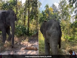 हाथी के पैरों से गलती से टकरा गया ज़मीन पर सो रहा कुत्ता, फिर हाथी ने जो किया, Video ने जीता लोगों का दिल हाथी के पैरों से गलती से टकरा गया ज़मीन पर सो रहा कुत्ता, फिर हाथी ने जो किया, Video ने जीता लोगों का दिल