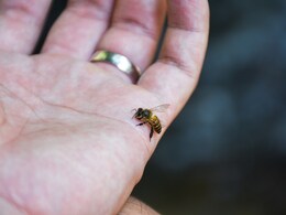 मधुमक्खी ने मार दिया डंक तो अप्लाई करें ये 4 घरेलू नुस्खे, निकल आएगा कांटा, कम होगी जलन और सूजन