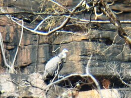 MP के पन्ना में मिले सबसे ज़्यादा गिद्ध, एक साल में इतनी बढ़ी संख्या