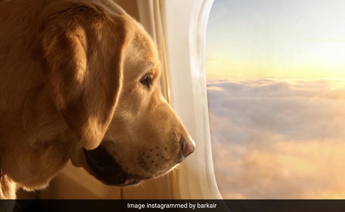 All You Need To Know About BARK Air, The New Airline Designed For Dogs