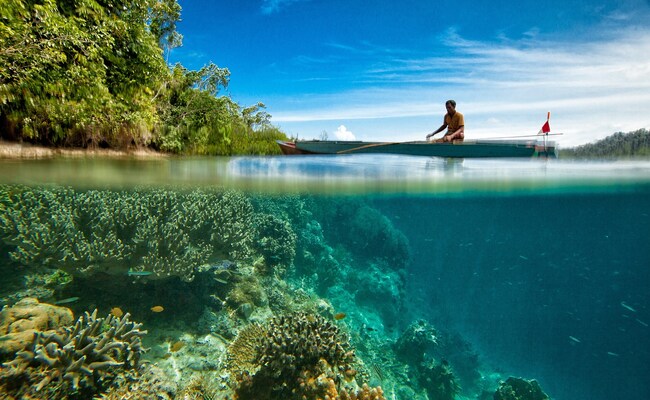 Thailand Closes Island After Discovery Of Extensive Coral Bleaching Thailand Closes Island After Discovery Of Extensive Coral Bleaching