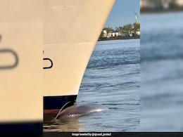 Endangered Whale Likely Dead After Collision With Cruise Ship Off New York Port Endangered Whale Likely Dead After Collision With Cruise Ship Off New York Port