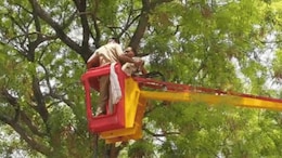 UP Woman Pours Diesel, Climbs Tree, Threatens To Kill Self After Losing Job