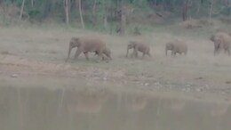 Chhattisgarh: सावधान! आपके क्षेत्र में 26-27 हाथियों का झुंड घूम रहा है...बहुत जरूरत होने पर ही घर से निकले