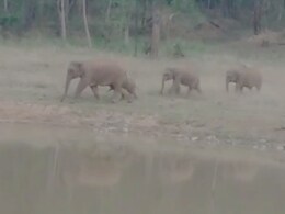 Chhattisgarh: सावधान! आपके क्षेत्र में 26-27 हाथियों का झुंड घूम रहा है...बहुत जरूरत होने पर ही घर से निकले