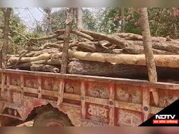 Deforestation: 'मेरी जान बख्श दो', धड़ल्ले से काटे जा रहे हैं पेड़, कोई संज्ञान लेने को तैयार नहीं...