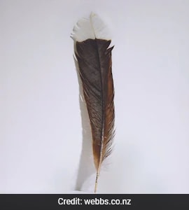 8月20日削除！ BIRDS OF A FEATHER 142 Feather Of New Zealand's Extinct Huia Bird Auctioned For Rs. 23 Lakh