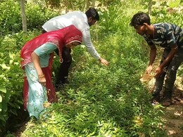 मौसम की चुनौती में भी नहीं मानी हार, सरकारी नर्सरी में तैयार हुए 1 साल में 8.50 लाख पौधे