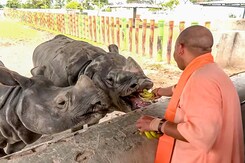 Video: Yogi Adityanath Visits Gorakhpur Zoo, Inspects Tiger, Lions, Rhinos Video: Yogi Adityanath Visits Gorakhpur Zoo, Inspects Tiger, Lions, Rhinos