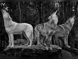 3 Wolves Brutally Attack 37-Year-Old Woman In Zoo Outside Paris: Report 3 Wolves Brutally Attack 37-Year-Old Woman In Zoo Outside Paris: Report