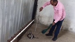 Black Cobra: स्कूल के सामने फार्म हाउस में 6 फिट का लंबा कोबरा, रेस्क्यूअर के सामने खड़ा किया फन