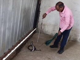 Black Cobra: स्कूल के सामने फार्म हाउस में 6 फिट का लंबा कोबरा, रेस्क्यूअर के सामने खड़ा किया फन Black Cobra: स्कूल के सामने फार्म हाउस में 6 फिट का लंबा कोबरा, रेस्क्यूअर के सामने खड़ा किया फन