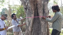 इंदौर में पर्यावरण बचाने की अनोखी पहल... 5 हजार पेड़ों पर लगाई जा रही तख्ती, लोग बोले- 'अब इन्हें काटने नहीं देंगे'