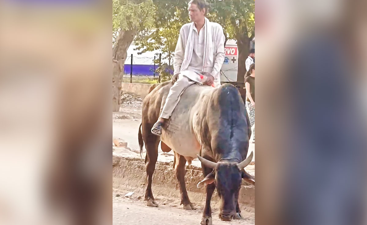 नशे में धुत होकर बैल पर चढ़ गया शख्स, घंटों चला ड्रामा, लोगों ने ली मौज