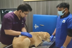 Beagle Undergoes Non-Invasive Heart Surgery, A First For India Say Doctors Who Operated Beagle Undergoes Non-Invasive Heart Surgery, A First For India Say Doctors Who Operated