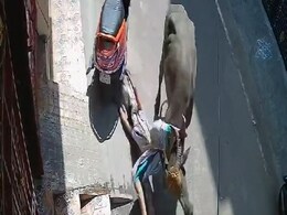 Buffalo Tosses Woman In Air, Drags Her By Its Horns In Chennai