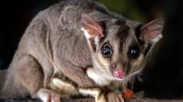 Flight Delayed In China After Pet Possum Escapes On Board, Owner Arrested