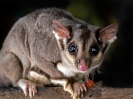 Flight Delayed In China After Pet Possum Escapes On Board, Owner Arrested Flight Delayed In China After Pet Possum Escapes On Board, Owner Arrested