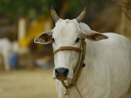 जबलपुर में गोवंश का सिर मिलने से सनसनी, जांच के दायरे में 4 युवक जबलपुर में गोवंश का सिर मिलने से सनसनी, जांच के दायरे में 4 युवक