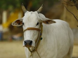 CM की सख्ती के बाद भी MP में नहीं रुक रही गोवंश की हत्याएं, जबलपुर में मिले 50 से ज्यादा सिर और कंकाल