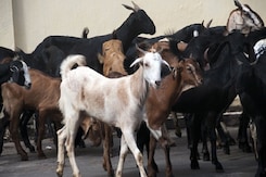 बकरीद को लेकर बाजार में रौनक 10 हजार से लेकर 3 लाख के बकरे बकरीद को लेकर बाजार में रौनक 10 हजार से लेकर 3 लाख के बकरे