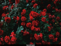 National Red Rose 2024: Know Date, History And How To Celebrate This Day National Red Rose 2024: Know Date, History And How To Celebrate This Day