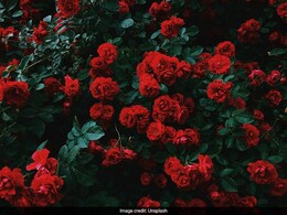 National Rose Day 2024: घर पर ही उगा सकते हैं सुंदर लाल गुलाब, गार्डनिंग के टिप्स जानिए यहां