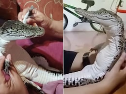 कभी देखा है हंसता हुआ लिटिल मगरमच्छ, वायरल वीडियो देख आप भी कहेंगे- ये है क्यूट क्रॉक