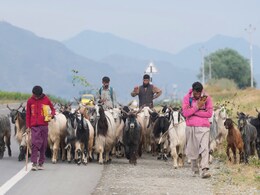 बकरीद से पहले बकरों की चोरी! 2 लाख कीमत के 6 पर कर दिया हाथ साफ