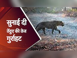 अमोला के खंडहरों में सुनाई दी तेंदुए की तेज गुर्राहट, Video Viral...जानिए गर्मीयों में क्यों पसंद है इस जानवर को ये क्षेत्र अमोला के खंडहरों में सुनाई दी तेंदुए की तेज गुर्राहट, Video Viral...जानिए गर्मीयों में क्यों पसंद है इस जानवर को ये क्षेत्र