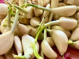 खाली पेट कच्चा लहसुन खाएंगे तो शरीर को मिलेंगे अनगिनत फायदे, आंत में अच्छे बैक्टीरिया को करता है प्रोटेक्ट खाली पेट कच्चा लहसुन खाएंगे तो शरीर को मिलेंगे अनगिनत फायदे, आंत में अच्छे बैक्टीरिया को करता है प्रोटेक्ट