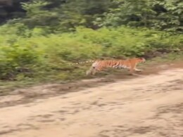 जिम कॉर्बेट पार्क में टाइगर ने पर्यटकों पर किया हमला, रोंगटे खड़े कर देगा ये VIDEO