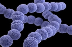 Rare "Flesh-Eating Bacteria" That Can Kill In 2 Days Spreading In Japan Rare "Flesh-Eating Bacteria" That Can Kill In 2 Days Spreading In Japan