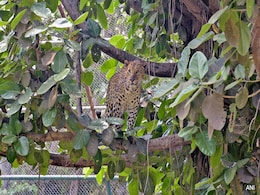 2 Leopards Spotted In Gurugram Village, Cages To Be Set Up 2 Leopards Spotted In Gurugram Village, Cages To Be Set Up