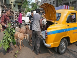 कोई कार की डिग्गी में भरकर ले जा रहा, कोई ऑटो में! बकरीद पर बकरों की SALE देखिए कोई कार की डिग्गी में भरकर ले जा रहा, कोई ऑटो में! बकरीद पर बकरों की SALE देखिए