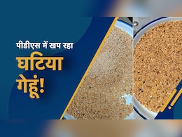 Poor Quality Wheat: PDS के लिए भेजा गया गेहूं घुना और सड़ा निकला, सतना में 7 ट्रक घटिया अनाज लौटाया गया Poor Quality Wheat: PDS के लिए भेजा गया गेहूं घुना और सड़ा निकला, सतना में 7 ट्रक घटिया अनाज लौटाया गया