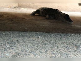 Watch: चंदल नदी से निकलर शहर में आया मगरमच्छ, सड़क पार करते हुए कार ड्राइवर ने बनाया वीडियो