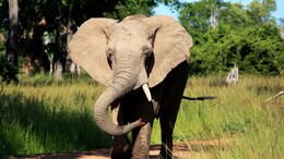 Elephant In Zambia Pulls US Tourist Out Of Safari Vehicle, Tramples Her To Death