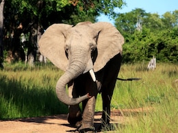 Elephant In Zambia Pulls US Tourist Out Of Safari Vehicle, Tramples Her To Death Elephant In Zambia Pulls US Tourist Out Of Safari Vehicle, Tramples Her To Death