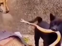 क्यूट से पपी ने किंग कोबरा से लिया पंगा, सामने खड़ी मां भी रह गई दंग, लोग बोले- ये तो खतरों का खिलाड़ी निकला क्यूट से पपी ने किंग कोबरा से लिया पंगा, सामने खड़ी मां भी रह गई दंग, लोग बोले- ये तो खतरों का खिलाड़ी निकला