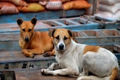 Rajasthan: Pali में MNREGA Portal पर मजदूरों की जगह कुत्तों की फोटो, फर्जीवाड़े का खुलासा