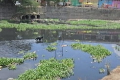 Indian Rivers: कैसे इंसानी गंदगी ने गोदावरी से महानदी और सरस्वती नदी तक को मैली और संकरी बना दिया? Indian Rivers: कैसे इंसानी गंदगी ने गोदावरी से महानदी और सरस्वती नदी तक को मैली और संकरी बना दिया?